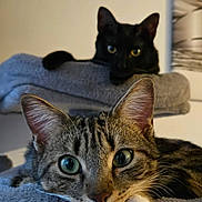 Shadow Et Pirate participe au concours pour gagner de l'argent avec cette photo : cat, tabby, black_cat, pet, animal, feline, eyes, whiskers, ears, paws, blanket, indoor, cozy, resting, closeup, portrait, soft, fur, cute, relaxed