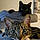 Shadow Et Pirate