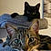 Shadow Et Pirate