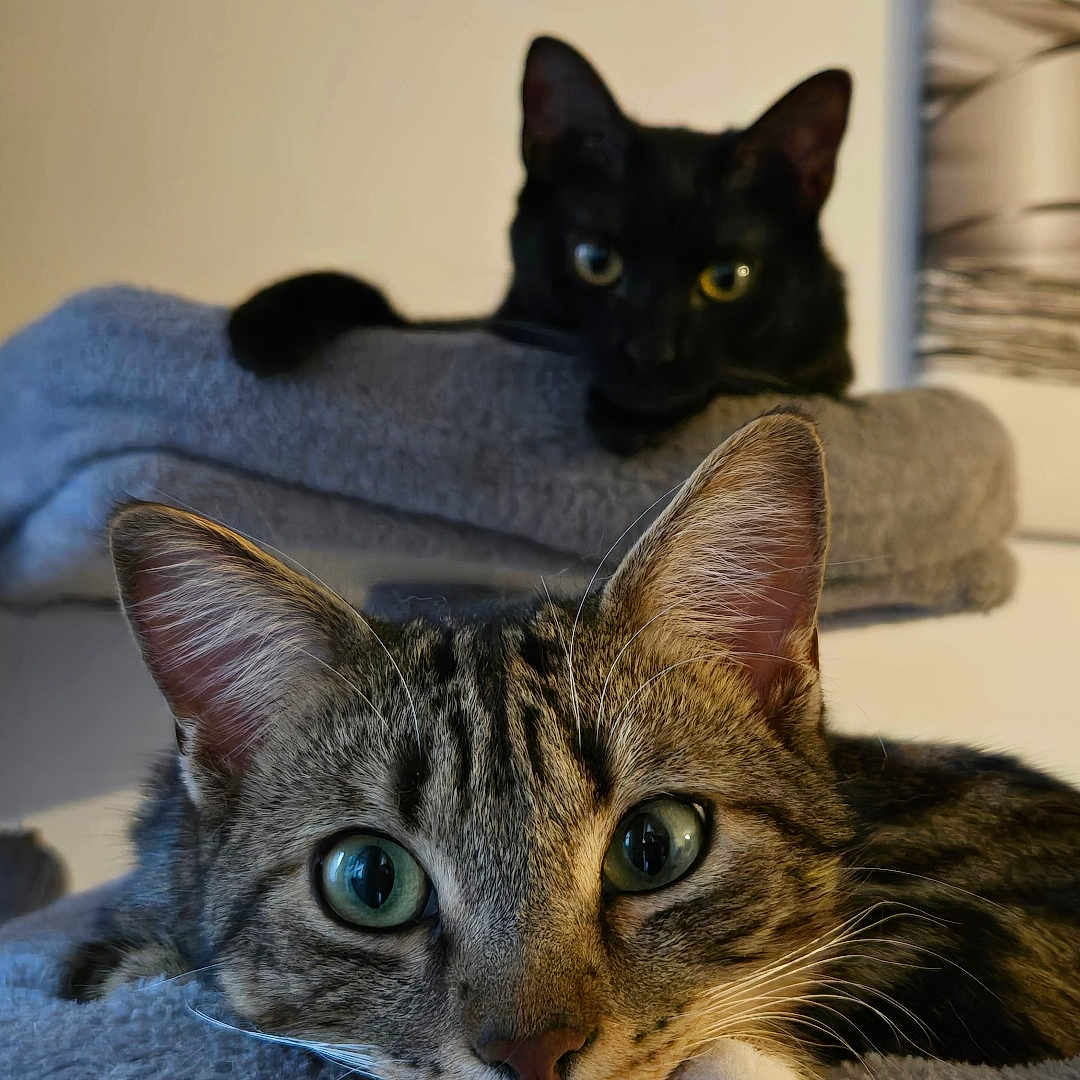 Shadow Et Pirate participe au concours pour gagner de l'argent avec cette photo : animal, black_cat, blanket, cat, closeup, cozy, cute, ears, eyes, feline, fur, indoor, paws, pet, portrait, relaxed, resting, soft, tabby, whiskers