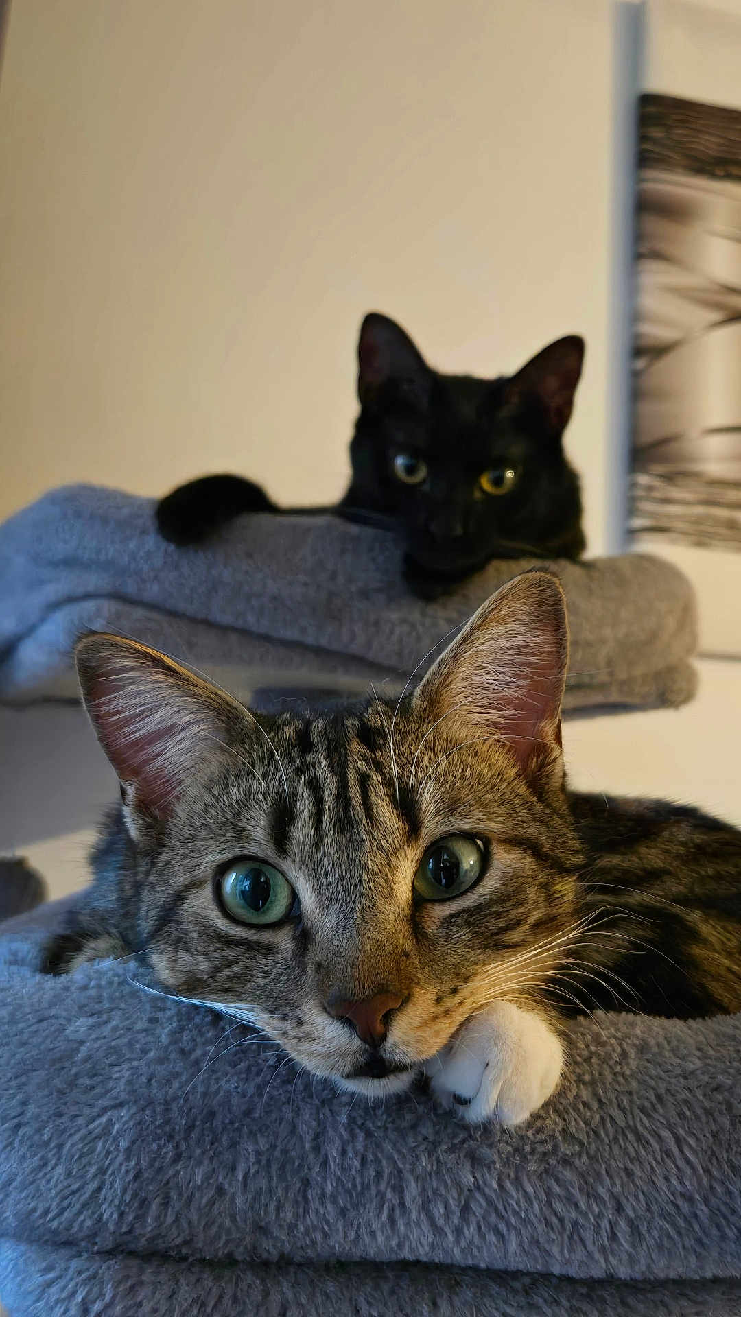 Shadow Et Pirate participe au concours pour gagner de l'argent avec cette photo : cat, tabby, black_cat, pet, animal, feline, eyes, whiskers, ears, paws, blanket, indoor, cozy, resting, closeup, portrait, soft, fur, cute, relaxed