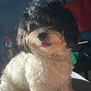 Carl joined the competition — help win amazing prizes! dog, curly_fur, black_and_white, pet, indoor, bed, sunlight, tongue_out, cute, fluffy, animal, relaxed, home, furniture, sitting, portrait, cozy, domestic, companion, friendly