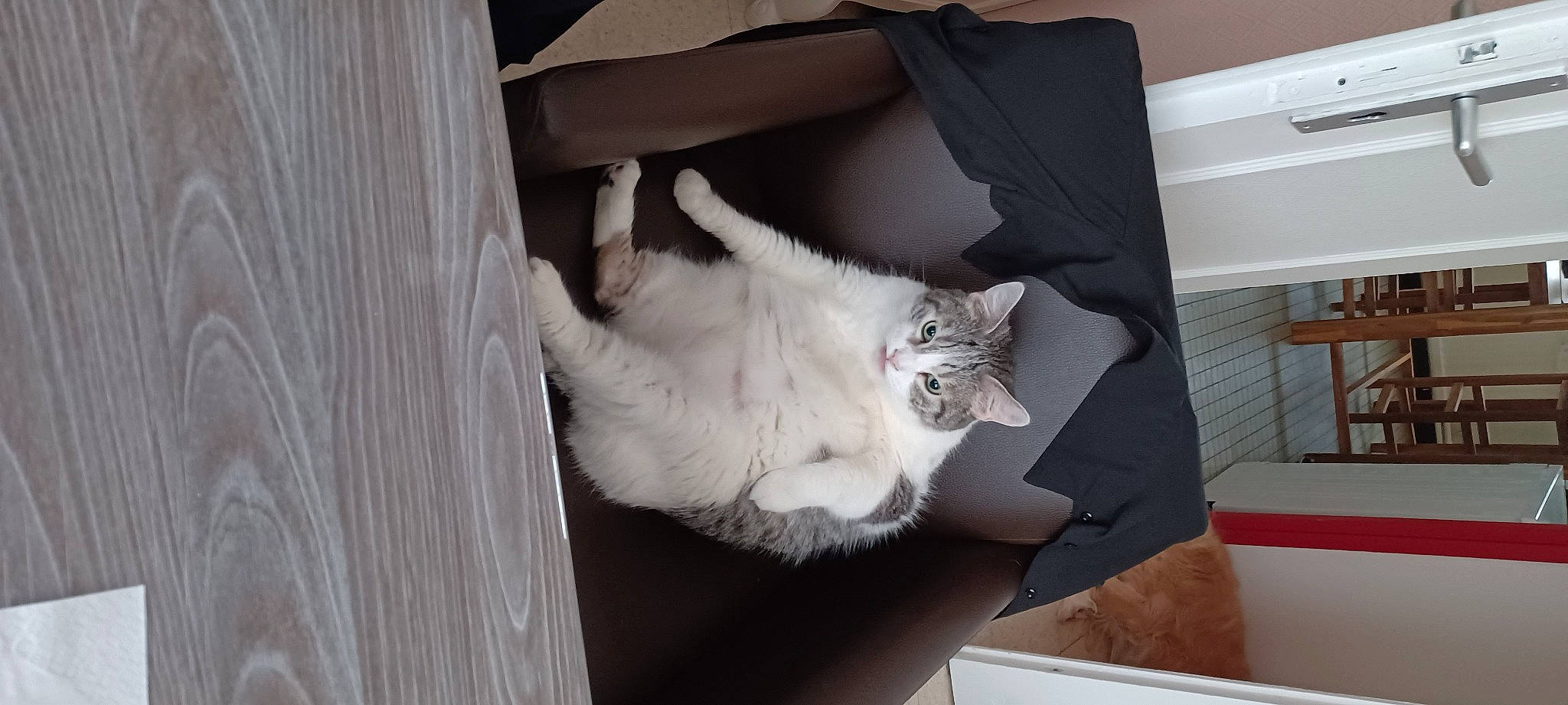 Héros a rejoint le concours — aidez-le/la à gagner de superbes lots ! box, cabinetry, cardboard, carnivore, carton, cat, comfort, domestic_short_haired_cat, felidae, fur, grey, hardwood, paw, room, shipping_box, small_to_medium_sized_cats, tail, whiskers, window, wood