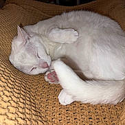 Penny is registered to the contest to win money with this photo: cat, white_cat, sleeping, cozy, blanket, pink_paw_pads, fur, pet, animal, resting, cute, domestic_animal, indoor, soft_texture, relaxed, whiskers, tail, nose, paw, close_up