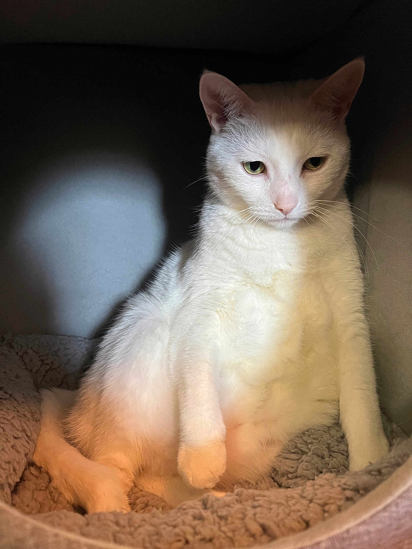 Penny joined the competition — help win amazing prizes! cat, white_cat, pet, animal, feline, indoor, cozy, bed, soft, fur, resting, cute, whiskers, ears, paw, sleepy, relaxed, nook, companion, comfort