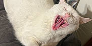 Penny joined the competition — help win amazing prizes! cat, white_cat, yawning, pet, indoor, furniture, couch, curtains, animal, mammal, cute, relaxed, sleepy, whiskers, paw, claws, pink_nose, teeth, tongue, home