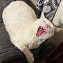 cat, white_cat, yawning, pet, indoor, furniture, couch, curtains, animal, mammal, cute, relaxed, sleepy, whiskers, paw, claws, pink_nose, teeth, tongue, home