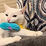 Penny is registered to the contest to win money with this photo: cat, white_cat, pet, animal, plush_toy, toy, indoor, curtains, patterned_curtains, furniture, resting, paw, whiskers, nose, ears, closeup, domestic_cat, cozy, relaxed, soft_texture