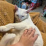 Penny joined the competition — help win amazing prizes! cat, white_cat, pet, hand, blanket, knitted_blanket, christmas_tree, ornaments, presents, wrapped_gifts, indoor, cozy, holiday, festive, relaxed, fur, paw, carpet, living_room, decoration
