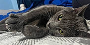 Bolt joined the competition — help win amazing prizes! cat, gray_cat, pet, feline, whiskers, paws, claws, bed, blanket, indoor, stretching, relaxed, closeup, eyes, fur, animal, cozy, home, resting, cute
