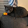 Bolt is registered to the contest to win money with this photo: cat, gray_cat, pumpkin, couch, indoor, pet, feline, domestic_animal, curious, relaxed, tail, window_blinds, blanket, furniture, animal, cozy, home, resting, orange, small_pumpkin