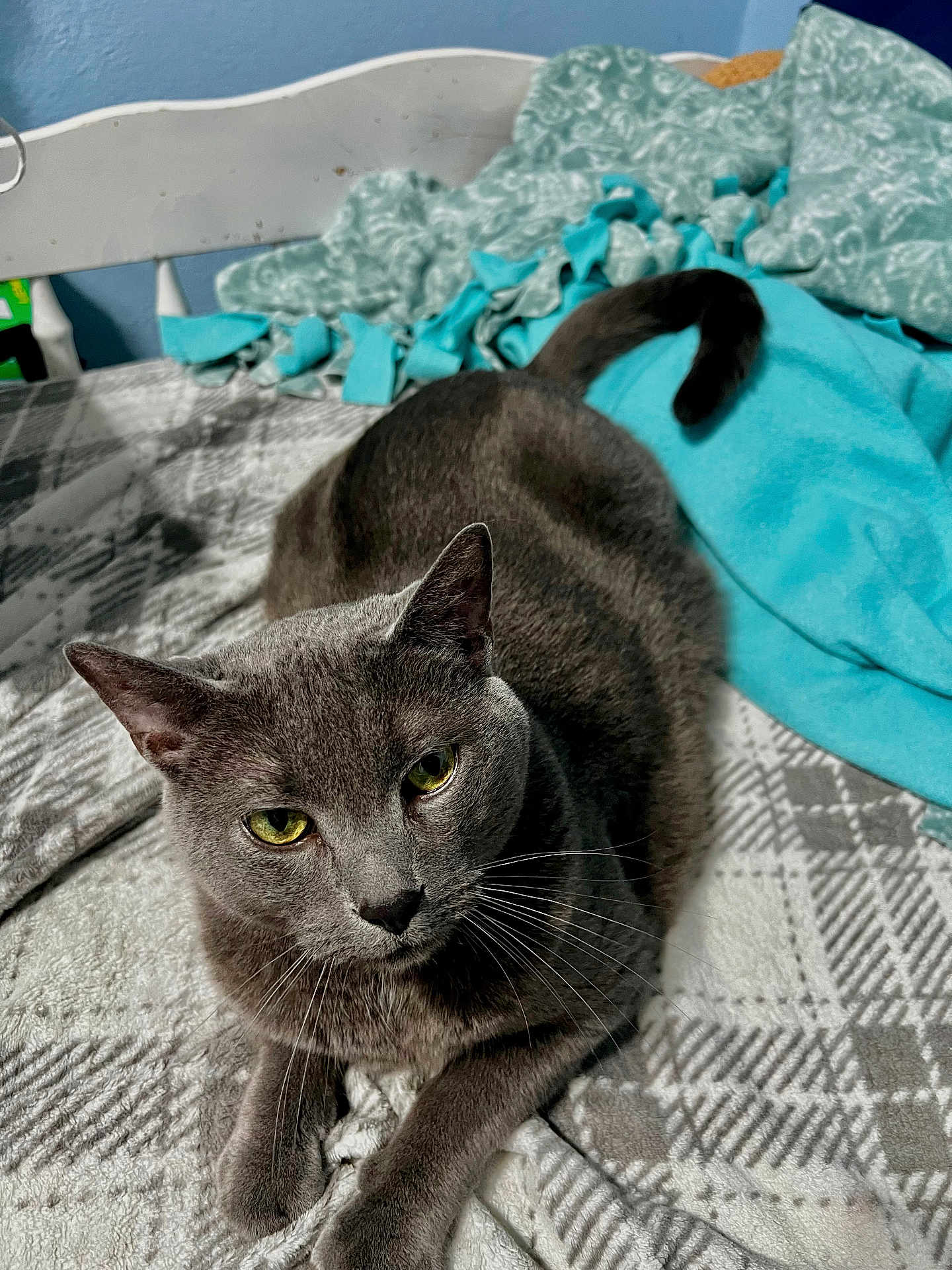 Bolt is registered to the contest to win money with this photo: cat, gray_cat, pet, feline, animal, indoor, bed, blanket, fleece, cozy, resting, looking, yellow_eyes, whiskers, fur, paws, tail, comfort, domestic_cat, relaxed