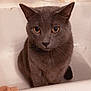 Bolt joined the competition — help win amazing prizes! cat, gray_cat, bathtub, towel, indoor, pet, animal, feline, sitting, looking_at_camera, curious, whiskers, ears, fur, closeup, bathroom, home, domestic, quiet, still_life