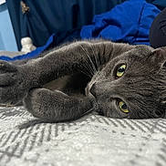 Bolt joined the competition — help win amazing prizes! cat, gray_cat, pet, feline, whiskers, paws, claws, bed, blanket, indoor, stretching, relaxed, closeup, eyes, fur, animal, cozy, home, resting, cute