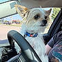 blue_collar, car_interior, dashboard, daylight, dog, ear, fur, looking, parking_lot, person, road, seat, small_dog, steering_wheel, traffic_light, tree, tshirt, vehicle, white_dog, window