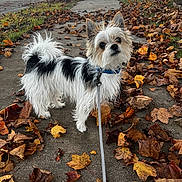 Moo joined the competition — help win amazing prizes! dog, leaves, sidewalk, autumn, suburban, street, car, collar, leash, curious, fur, black_and_white, outdoor, walk, residential, house, tree, nature, daylight, pet
