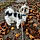 Moo