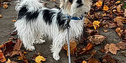 Moo joined the competition — help win amazing prizes! autumn, black_and_white, car, collar, curious, daylight, dog, fur, house, leash, leaves, nature, outdoor, pet, residential, sidewalk, street, suburban, tree, walk