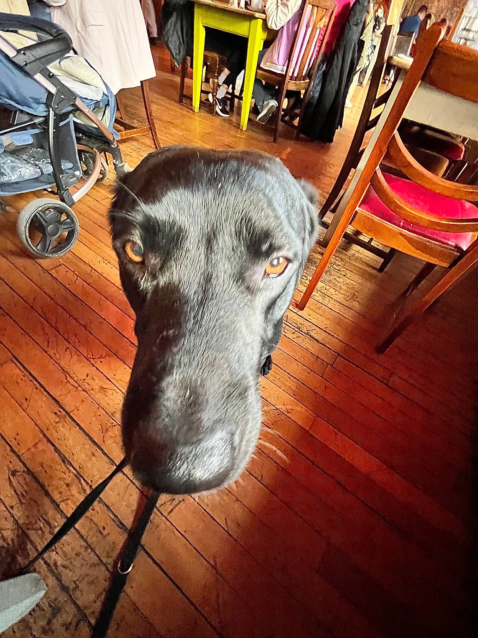 Cody joined the competition — help win amazing prizes! canidae, carnivore, chair, companion_dog, dog, dog_breed, floor, flooring, fur, hardwood, laminate_flooring, plank, rectangle, snout, table, varnish, wood, wood_flooring, wood_stain, working_animal