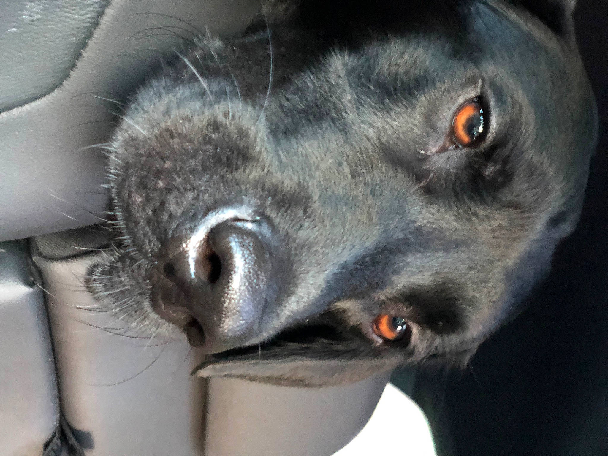 Cody is registered to the contest to win money with this photo: borador, canidae, carnivore, close_up, dog, dog_breed, fur, gun_dog, plant, snout, sporting_group, terrestrial_animal, whiskers, working_animal