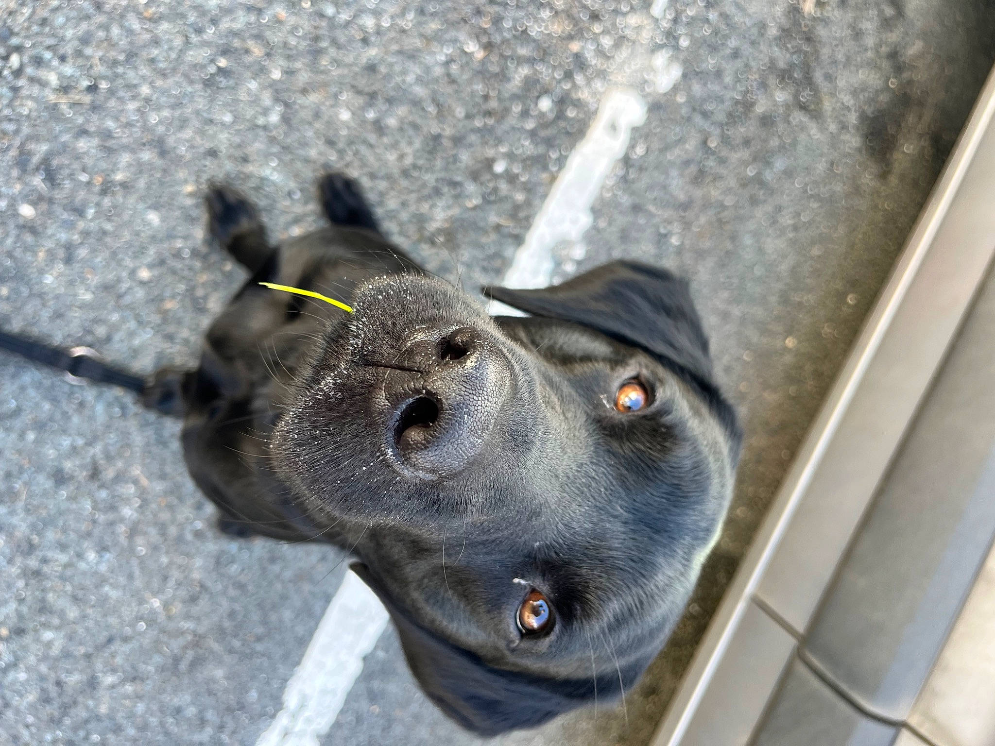 Cody joined the competition — help win amazing prizes! canidae, carnivore, collar, dog, dog_breed, dog_collar, electric_blue, fashion_accessory, fawn, felidae, fur, grey, non_sporting_group, road_surface, sculpture, snout, sporting_group, terrestrial_animal, whiskers, working_animal