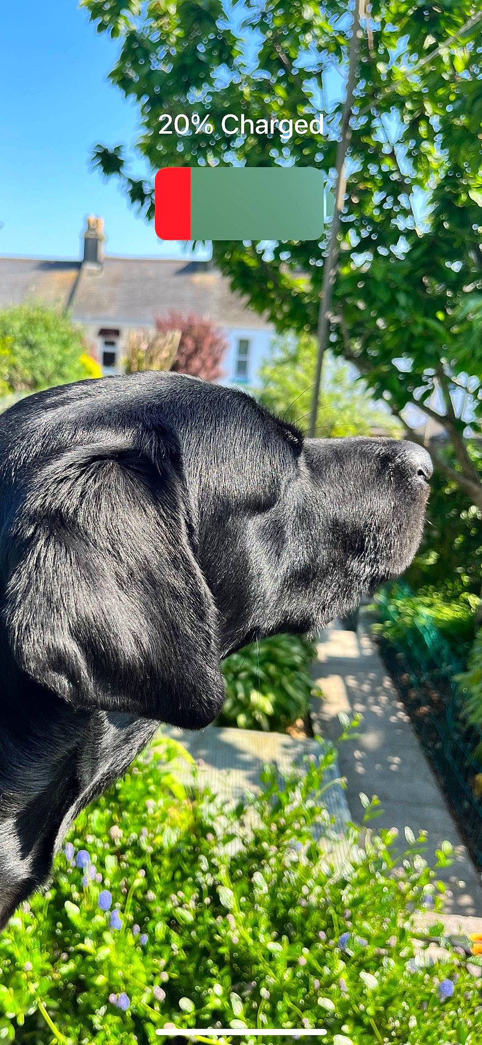 Cody joined the competition — help win amazing prizes! carnivore, collar, companion_dog, dog, dog_breed, dog_collar, grass, gun_dog, liver, plant, pointing_breed, retriever, sky, snout, sporting_group, tail, terrestrial_animal, tree, whiskers, working_animal