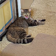 Sylvie is registered to the contest to win money with this photo: animal, carpet, cat, cozy, cute, ears, feline, floor, home, indoor, lying_down, mammal, pet, plastic_storage_container, relaxed, striped, tabby, tail, tongue_out, whiskers