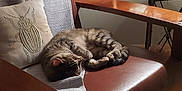 Sylvie joined the competition — help win amazing prizes! armchair, blanket, cat, chair, cozy, curled_up, furniture, home, indoor, lamp, leather, night, pet, pillow, resting, sleeping, soft_light, tabby_cat, window, wood