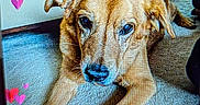 Sandi Snow is registered to the contest to win money with this photo: animal, canine, dog, envelope, face, flower, greetingcard, head, heart, hound, leaf, mail, person, pet, petal, photography, plant, portrait, puppy, symbol