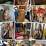Sandi Snow joined the competition — help win amazing prizes! blanket, brown_dog, carpet, collage, couch, cozy, dog, floor, furniture, hand, happy, indoor, living_room, person, pet, playing, portrait, red_bow, resting, smile