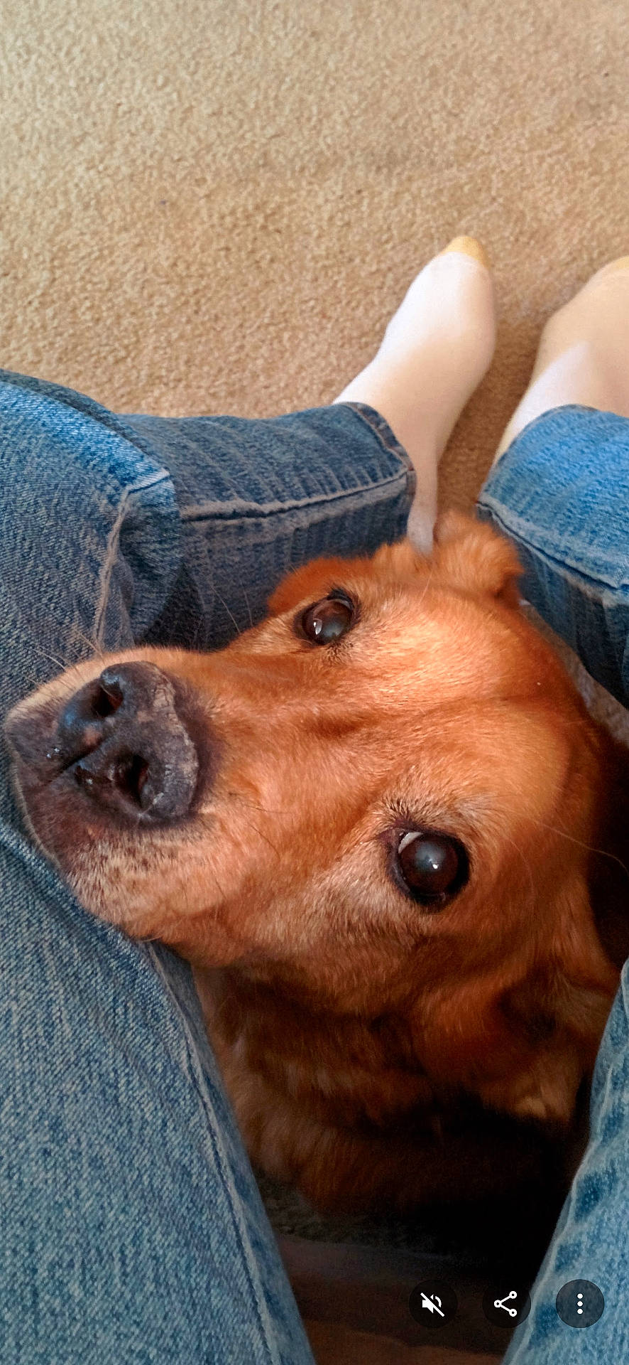 Sandi Snow is registered to the contest to win money with this photo: animal, brown_dog, canine, carpet, casual, close_up, comfort, companionship, cute, dog, eyes, fur, indoor, jeans, legs, looking_up, pet, resting, snout, white_socks