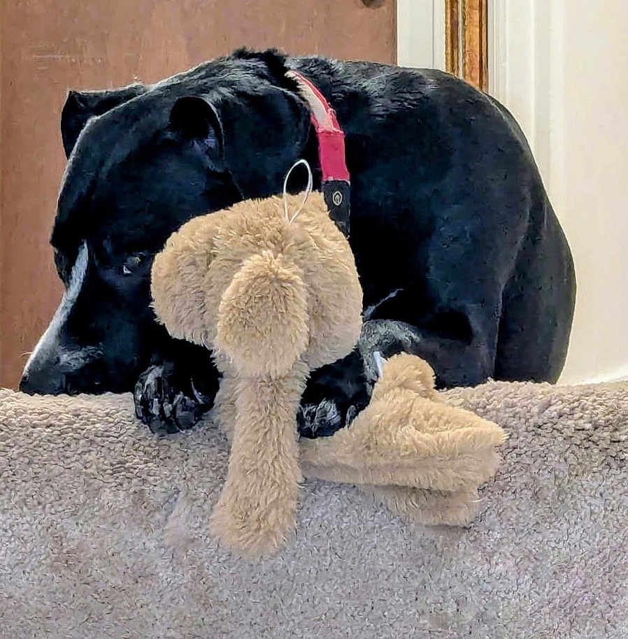 Shadow is registered to the contest to win money with this photo: animal, bulldog, canine, cushion, document, dog, dogbed, homedecor, hound, labradorretriever, pet, plush, pointer, puppy, receipt, snout, teddybear, terrier, text, toy