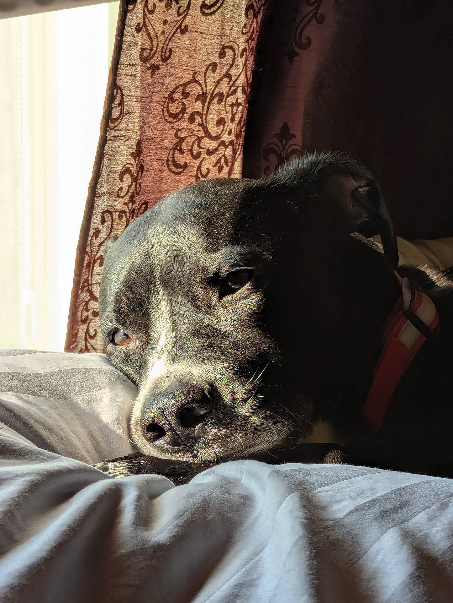 Shadow is registered to the contest to win money with this photo: animal, bed, black_dog, blanket, close_up, collar, cozy, curtains, dog, domestic_animal, face, indoor, nose, patterned_curtains, pet, portrait, relaxed, resting, sleepy, sunlight