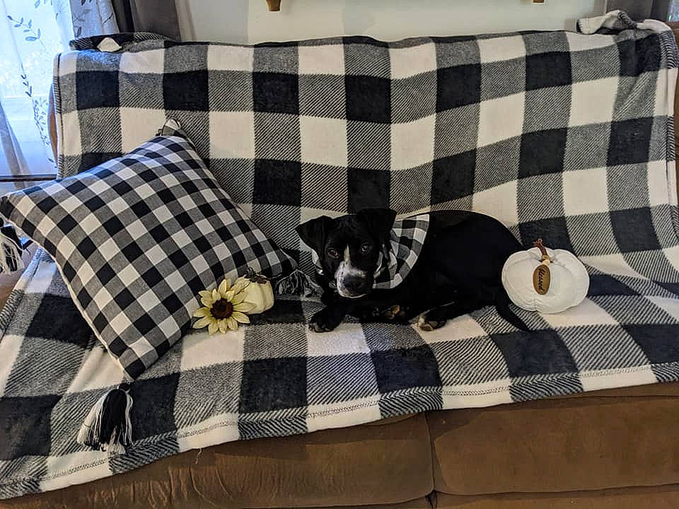 Shadow joined the competition — help win amazing prizes! animal, blanket, canine, cushion, dog, dogbed, homedecor, pet, pillow