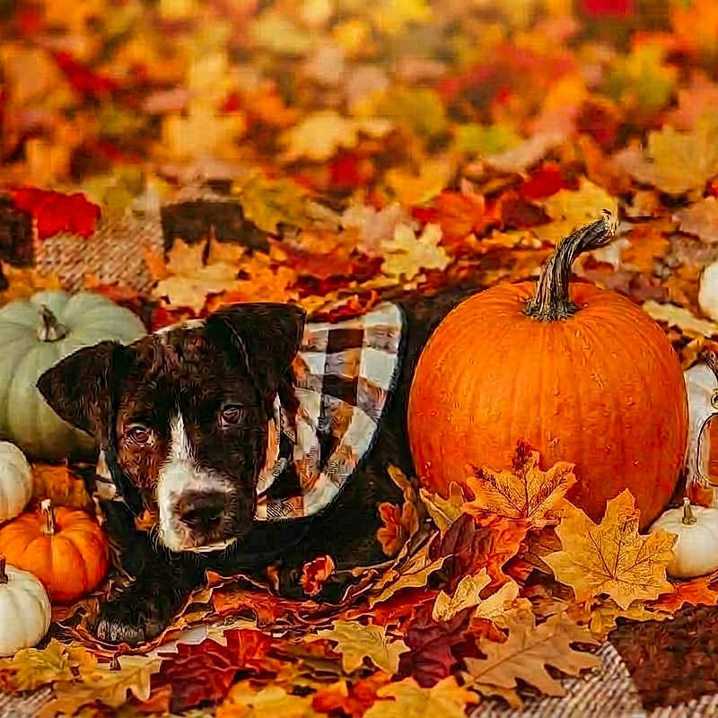 Shadow is registered to the contest to win money with this photo: puppy, dog, autumn, fall, pumpkins, leaves, harvest, outdoor, blanket, plaid, orange_pumpkin, small_pumpkins, black_and_white, pet, animal, sitting, portrait, seasonal, rustic, still_life