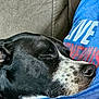 Shadow is registered to the contest to win money with this photo: black_and_white, blue_shirt, close_up, comfort, companion, couch, cozy, dog, domestic_animal, fur, indoor, nap, person, pet, portrait, relaxation, resting, sleeping, snout, whiskers
