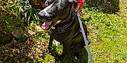 Shadow is registered to the contest to win money with this photo: black_dog, canine, dog, flowers, garden, grass, greenery, happy, harness, leash, nature, outdoor, pet, plants, purple_flowers, red_flowers, shadow, sitting, summer, sunlight