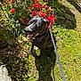 Shadow is registered to the contest to win money with this photo: black_dog, canine, dog, flowers, garden, grass, greenery, happy, harness, leash, nature, outdoor, pet, plants, purple_flowers, red_flowers, shadow, sitting, summer, sunlight