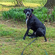 Shadow is registered to the contest to win money with this photo: alert, animal, black_dog, canine, collar, daylight, dog, fur, grass, greenery, ground, leash, looking, nature, outdoor, pet, plants, quiet, sitting, tree_trunk