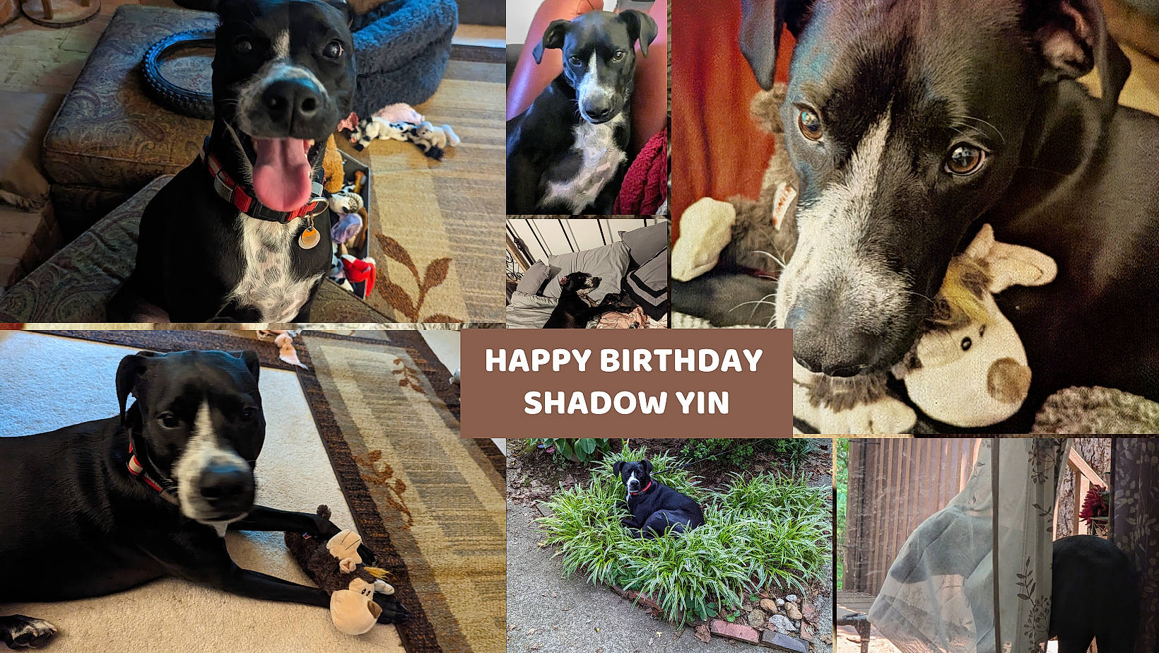 Shadow is registered to the contest to win money with this photo: art, canidae, carnivore, collage, collar, companion_dog, dog, dog_breed, dog_collar, dog_supply, fawn, fur, grass, happy, pet_supply, photo_caption, plant, snout, sporting_group, working_animal