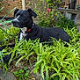 Shadow joined the competition — help win amazing prizes! animal, bench, black_dog, brick_wall, canine, collar, daylight, dog, flower, fur, garden, greenery, leafy, nature, outdoor, pet, plant, relaxed, resting, side_view