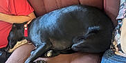 Shadow joined the competition — help win amazing prizes! black_dog, canine, close_up, collar, couch, cozy, dog, domestic_animal, furniture, human_arm, indoor, jeans, patterned_shirt, paw, pet, red_shirt, relaxing, resting, side_view, sleeping