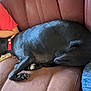 Shadow joined the competition — help win amazing prizes! black_dog, canine, close_up, collar, couch, cozy, dog, domestic_animal, furniture, human_arm, indoor, jeans, patterned_shirt, paw, pet, red_shirt, relaxing, resting, side_view, sleeping