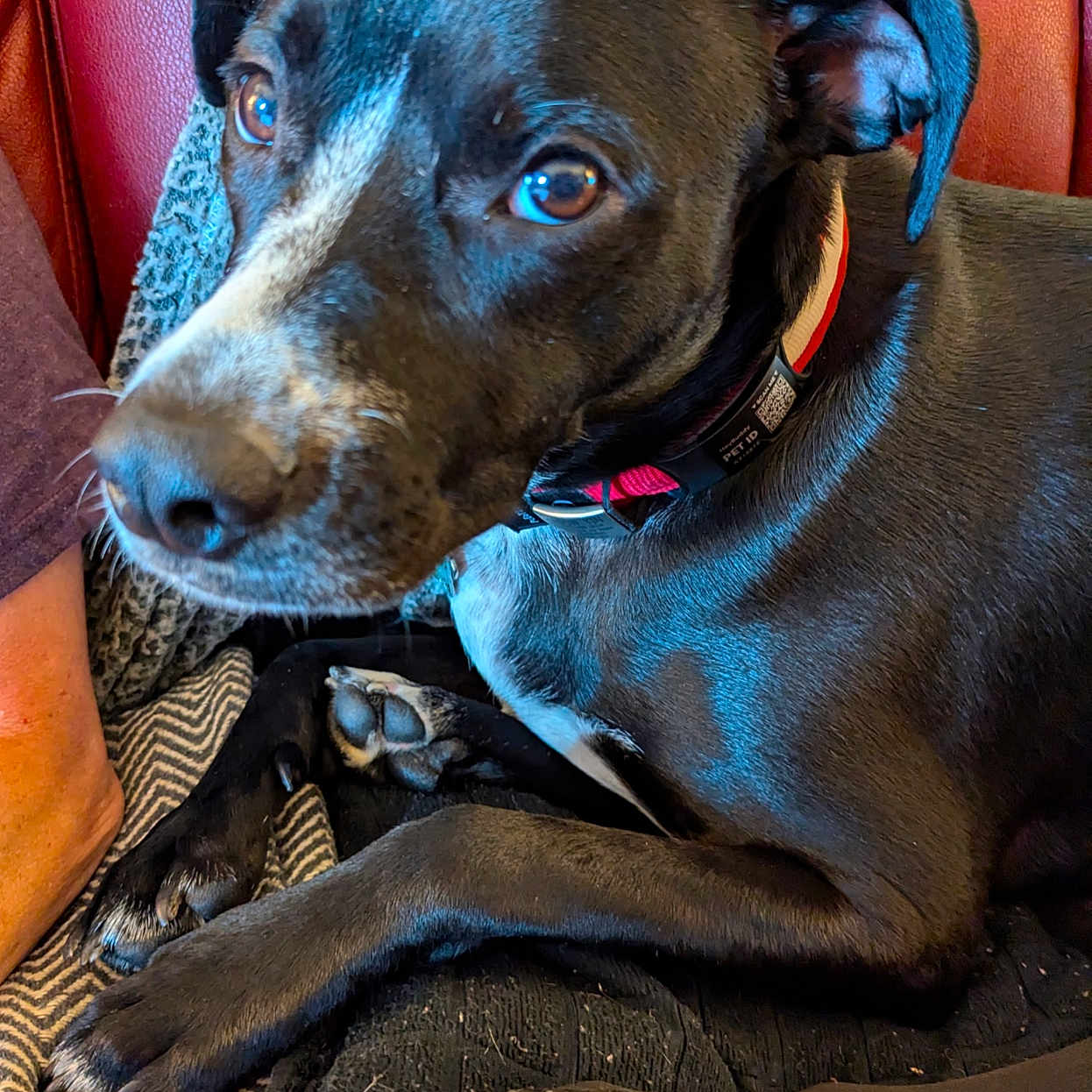 Shadow is registered to the contest to win money with this photo: animal, architecture, armchair, building, bulldog, canine, chair, couch, cushion, dog, furniture, homedecor, hound, indoors, labradorretriever, livingroom, pet, pitbull, pointer, puppy