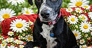Shadow joined the competition — help win amazing prizes! adorable, black_coat, black_dog, blurred_background, brown_eyes, closeup, collar, companion, cozy, daisies, dog, floral_pattern, flowers, id_tag, paw, pet_portrait, red_armchair, sitting, spring, white_chest_marking