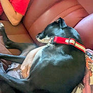 Shadow joined the competition — help win amazing prizes! animal, black_dog, casual, comfort, companion, cozy, dog, fur, hand, home, indoor, lap, leather_couch, person, pet, red_collar, red_shirt, relaxation, resting, seated
