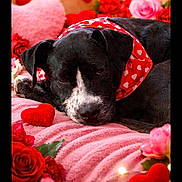 Shadow joined the competition — help win amazing prizes! dog, black_dog, bandana, heart_pattern, pink_blanket, roses, red_roses, pink_roses, valentines_day, fairy_lights, heart_shaped_decor, floral_arrangement, cozy, resting, cute, pet, animal, soft_texture, indoors, close_up