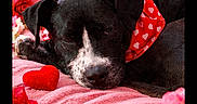 Shadow joined the competition — help win amazing prizes! animal, bandana, black_dog, close_up, cozy, cute, dog, fairy_lights, floral_arrangement, heart_pattern, heart_shaped_decor, indoors, pet, pink_blanket, pink_roses, red_roses, resting, roses, soft_texture, valentines_day