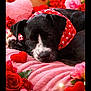 dog, black_dog, bandana, heart_pattern, pink_blanket, roses, red_roses, pink_roses, valentines_day, fairy_lights, heart_shaped_decor, floral_arrangement, cozy, resting, cute, pet, animal, soft_texture, indoors, close_up