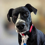 Shadow is registered to the contest to win money with this photo: dog, black_dog, white_markings, collar, pet, animal, close_up, portrait, indoor, domestic_animal, canine, looking_at_camera, ears, fur, tag, friendly, cute, companion, alert, house_pet